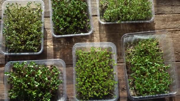 Crescendo microgreen em bandejas de plástico. Germinando sementes para comida vegan eco. Conjunto de plantas diferentes. Jardim da casa no peitoril da janela. Conceito orgânico. Fazenda urbana. Alimentos microverdes em casa — Vídeo de Stock