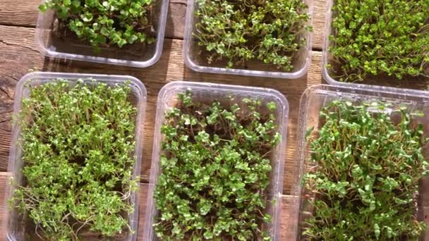 Growing microgreen in plastic trays. Germinating seeds for vegan eco food. Set of different plants. House garden on the windowsill. Organic concept. Urban farm. Microgreen food at home — Stock Video