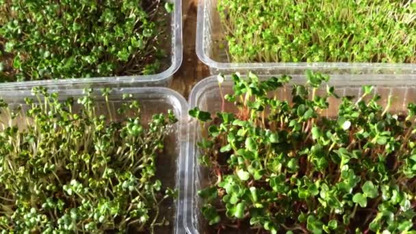 Microverde en bandejas de plástico. Germinando semillas para comida ecológica vegana. Conjunto de diferentes plantas. Casa jardín en el alféizar de la ventana. Concepto orgánico. Granja urbana. Comida microverde en casa — Vídeos de Stock