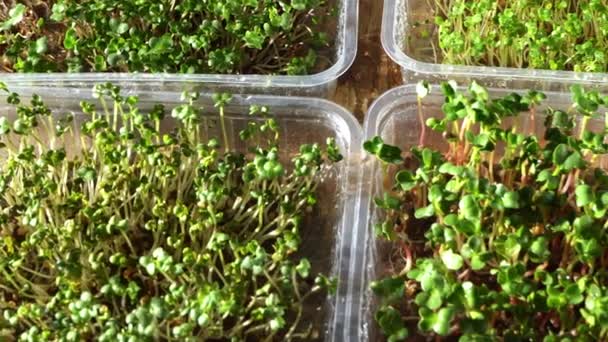 Growing microgreen in plastic trays. Germinating seeds for vegan eco food. Set of different plants. House garden on the windowsill. Organic concept. Urban farm. Microgreen food at home — Stock Video