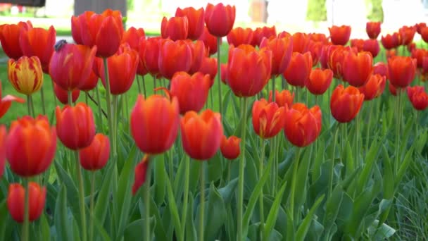 Los tulipanes rojos se balancean en el viento. Brote de tulipán. Hermosas flores de primavera. Los brotes brillan bajo el sol. Vista inferior — Vídeos de Stock