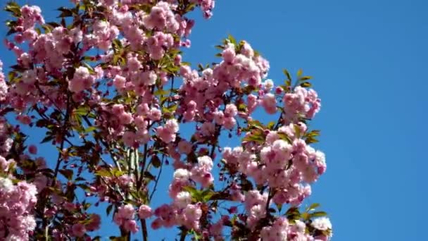 Sakura se balancea en el viento en el cielo azul. Flores rosadas en ramas de árbol de sakura. Fondo natural. Primavera en el parque — Vídeo de stock