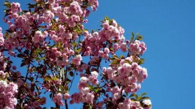 Sakura mavi gökyüzünde rüzgarda sallanıyor. Sakura ağacının dallarında pembe çiçekler. Doğal arka plan. Parkta ilkbahar