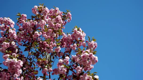 Sakura kołysze się na wietrze na niebieskim niebie. Różowe kwiaty na gałęziach drzewa sakura. Naturalne tło. Wiosna w parku — Wideo stockowe