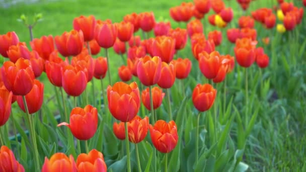 Rudé tulipány se houpají ve větru. Tulipáne. Krásné jarní květiny. Pomůcky září na slunci. Dolní pohled — Stock video