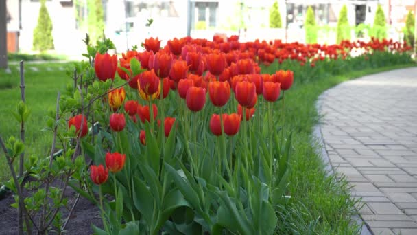 Czerwone tulipany kołyszą się na wietrze. Tulipan pączek. Piękne wiosenne kwiaty. Pąki świecą w słońcu. Widok dolny — Wideo stockowe