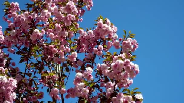 Η Sakura ταλαντεύεται στον άνεμο στον γαλάζιο ουρανό. Ροζ λουλούδια σε κλαδιά δέντρου σακούρα. Φυσικό υπόβαθρο. Άνοιξη στο πάρκο — Αρχείο Βίντεο