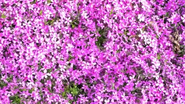 Flores de jardín rosa Phlox Subulate. Una planta trepadora. Flor rosa en un parque. — Vídeo de stock