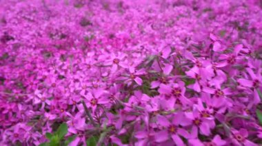 Pembe bahçe çiçekleri Phlox Subulate. Sürünen bir tırmanma bitkisi. Parktaki pembe çiçek..