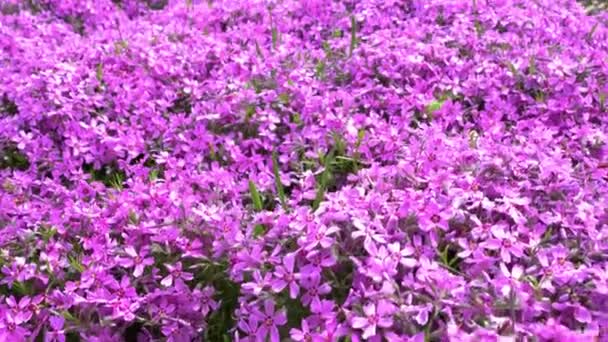 Flores do jardim rosa Phlox Subulate. Uma estação de escalada assustadora. Flor rosa em um parque. — Vídeo de Stock