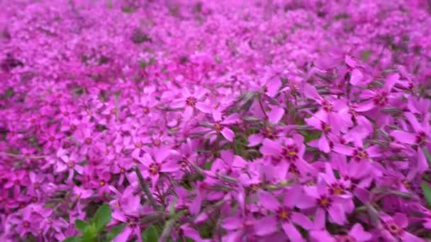 Bunga kebun merah muda Phlox Subulate. Sebuah tanaman merayap memanjat. Bunga merah muda di taman. — Stok Video