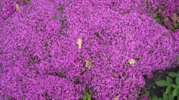 Pinkfarbene Gartenblumen Phlox subtil. Eine schleichende Kletterpflanze. Rosa Blume in einem Park. — Stockvideo