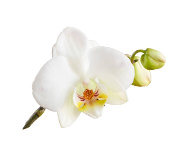 Beyaz arka planda izole edilmiş beyaz falaenopsis orkide çiçeği. Bir bitkinin çiçekleri ve tomurcukları