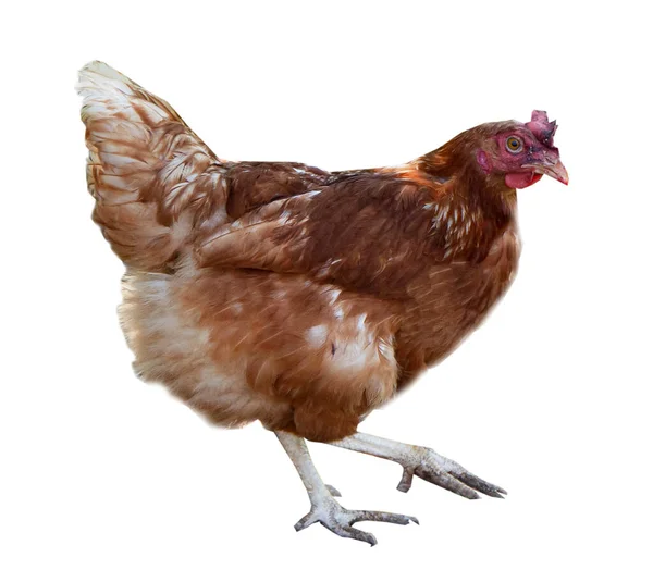 Ginger Hen Isolated White Background Poultry Self Run Chicken — Stock Photo, Image