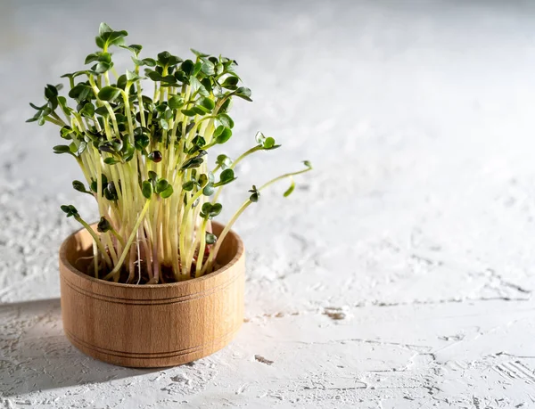 Flax Cabbage Lettuce Radish Sprouts Wooden Bowl Grow Microgreen Food — Stock Photo, Image