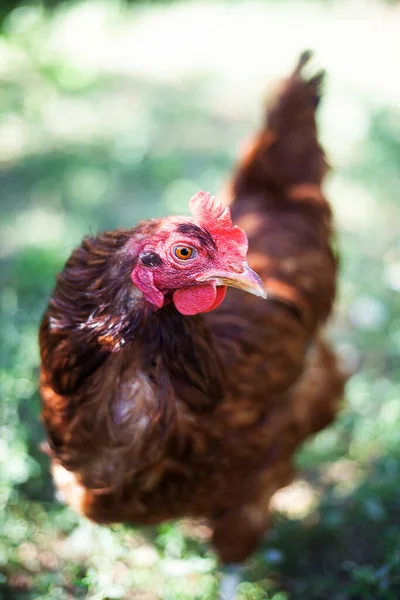 Ginger hen on blurred green background. Poultry, self-run chicken. Self-walking bird. Chicken in natural habitat in the village.