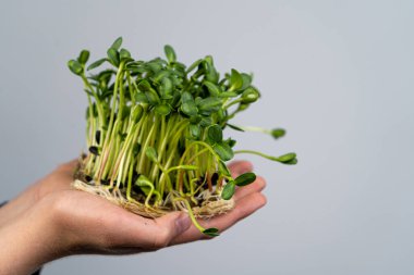 Mikroyeşili elinde tut. Ayçiçeği tohumu ekimi. Filizlenmiş filizler. Organik vejetaryen yemeği. Faydalı vitaminler. Evde büyümek. Güneş akıntısı yaprakları. Mikroyeşil yetiştir. Çamaşır paspası.