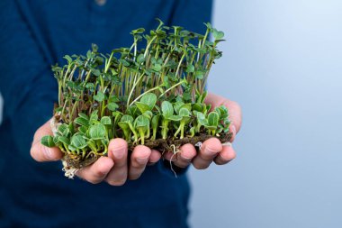 Mikroyeşili elinde tut. Süt devedikeni ve turp. Filizlenmiş filizler. Şehir bahçesinde. Organik vejetaryen yemeği. Faydalı vitaminler. Evde büyümek. Yapraklar. Keten hasırda mikro yeşil yetiştir.