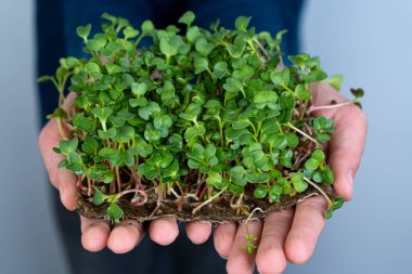 Mikroyeşili elinde tut. Turp, roka, lahana ve marul. Lahana filizleri. Şehir bahçesinde. Organik vejetaryen yemeği. Faydalı vitaminler. Evde büyümek. Yapraklar. Keten hasırda mikro yeşil yetiştir.