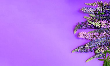 Lupin 'li yaz arkaplanı çiçek afişi. Menekşe arka planda bir buket. Pembe ve mor lupin çiçekleri. Yaz kır çiçeği. Farklı renkte aydınlıklar.