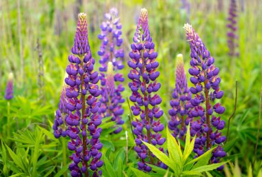 Çiçek açan bir lup çiçeği tarlası. Lupinus, mor ve pembe çiçekli lupin çayırı. Yaz çiçeği arka planı.