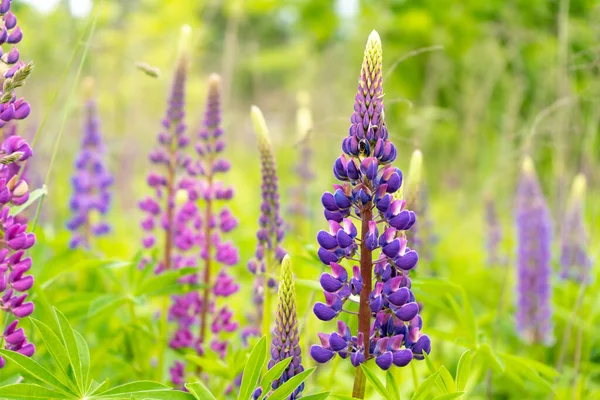 Çiçek Açan Bir Lup Çiçeği Tarlası Lupinus Mor Pembe Çiçekli — Stok fotoğraf