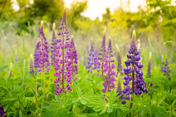 Çiçek Açan Bir Lup Çiçeği Tarlası Lupinus Mor Pembe Çiçekli — Stok fotoğraf