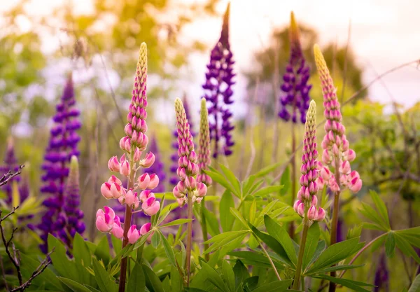 Çiçek Açan Bir Lup Çiçeği Tarlası Lupinus Mor Pembe Çiçekli — Stok fotoğraf