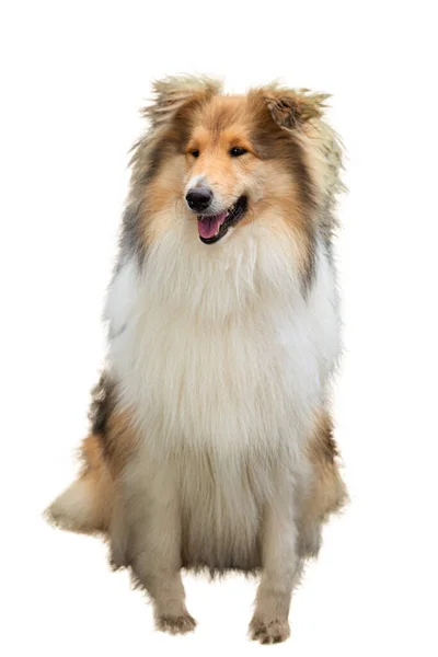 Collie Dog Isolated White Background Brown Sheltie Dog Rough Collie — Stock Photo, Image