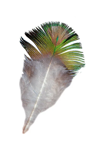 Pluma Pavo Real Aislada Sobre Fondo Blanco Patrón Verde Plumaje — Foto de Stock