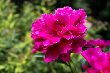 Bahçedeki parlak pembe şakayık. Yaz çiçeği yaklaş. Çiçek arkaplan. Büyük siyah şakayık tomurcuğu.