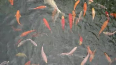 Pek çok renkli Carp üst görünümü var. Bir grup koi balığı (Cyprinus carpio) gölette yüzüyor. Farklı boyutlarda renkli balıklar gölde yüzer. Büyük sürü.