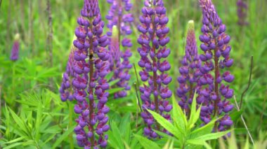 Çiçek açan lup çiçeklerinin olduğu bir tarla. Lupinus, mor ve pembe çiçekli lupin çayırı. Yaz çiçekleri rüzgarda sallanıyor. Lupinler. Bush, yapraklar ve tomurcuklar.