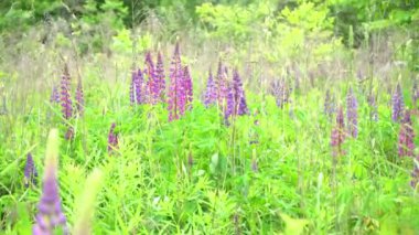 Çiçek açan lup çiçeklerinin olduğu bir tarla. Lupinus, mor ve pembe çiçekli lupin çayırı. Yaz çiçekleri rüzgarda sallanıyor. Lupinler. Bush, yapraklar ve tomurcuklar.