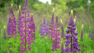 Çiçek açan lup çiçeklerinin olduğu bir tarla. Lupinus, mor ve pembe çiçekli lupin çayırı. Yaz çiçekleri rüzgarda sallanıyor. Lupinler. Bush, yapraklar ve tomurcuklar.