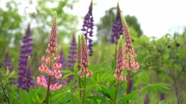 Pole Rozkvetlého Vlčího Květu Lupinus Lupinová Louka Fialovými Růžovými Květy — Stock video