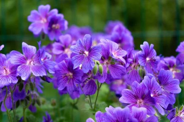 Magnífico Geranio Bohemio Púrpura Flores Geranio Lila Parterre Hermoso Fondo —  Fotos de Stock