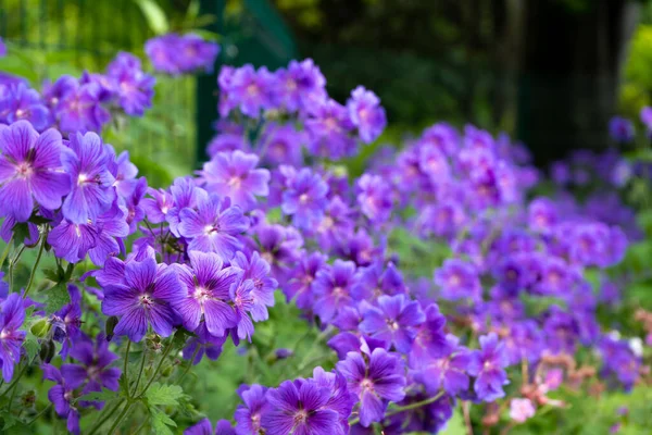 Gorgeous Purple Bohemian Geranium Lilac Geranium Flowers Flowerbed Beautiful Background — Stock Photo, Image