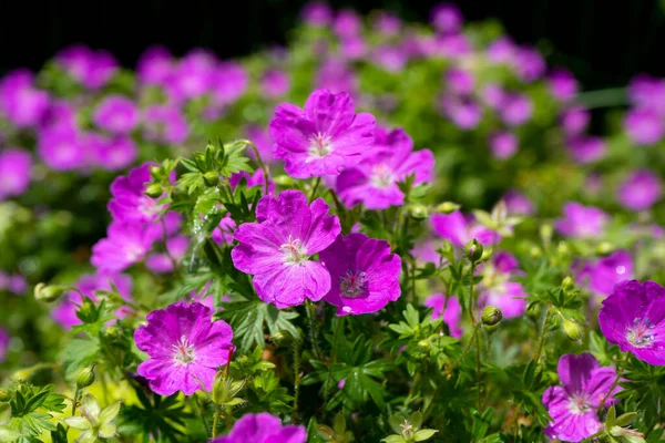 Wunderschöne Lila Bohemian Geranium Fliedergeranien Blühen Beet Schöner Hintergrund Rosa — Stockfoto