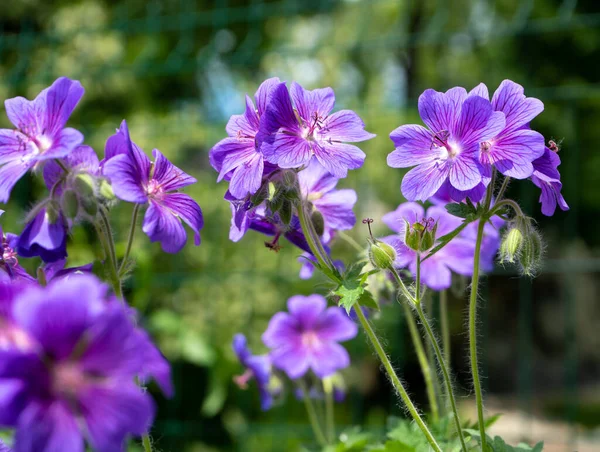 Magnífico Geranio Bohemio Púrpura Flores Geranio Lila Parterre Hermoso Fondo —  Fotos de Stock