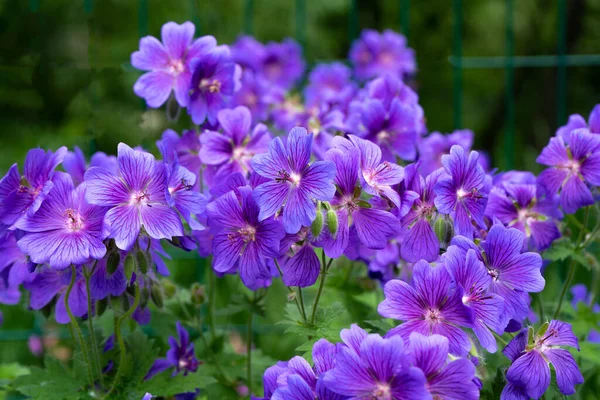 Wspaniałe Purpurowe Cygańskie Geranium Liliowe Kwiaty Geranium Kwietniku Piękne Tło — Zdjęcie stockowe