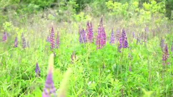 Pole rozkvetlého vlčího květu. Lupinus, lupinová louka s fialovými a růžovými květy. Letní květina se houpe ve větru. Lupins. Bush, listy a poupata — Stock video