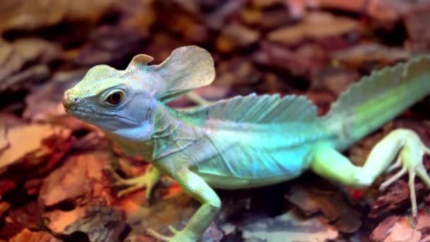 Η Σαύρα είναι πράσινη σε ένα terrarium με φλοιό. Σαύρα πράσινη οθόνη — Αρχείο Βίντεο