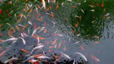 Pek çok renkli Carp üst görünümü var. Bir grup koi sazan balığı Cyprinus carpio balığı gölette yüzüyor. Farklı boyutlarda renkli balıklar gölde yüzer. Büyük sürü.