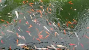 Pek çok renkli Carp üst görünümü var. Bir grup koi sazan balığı Cyprinus carpio balığı gölette yüzüyor. Farklı boyutlarda renkli balıklar gölde yüzer. Büyük sürü.