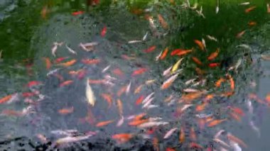 Pek çok renkli Carp üst görünümü var. Bir grup koi sazan balığı Cyprinus carpio balığı gölette yüzüyor. Farklı boyutlarda renkli balıklar gölde yüzer. Büyük sürü.