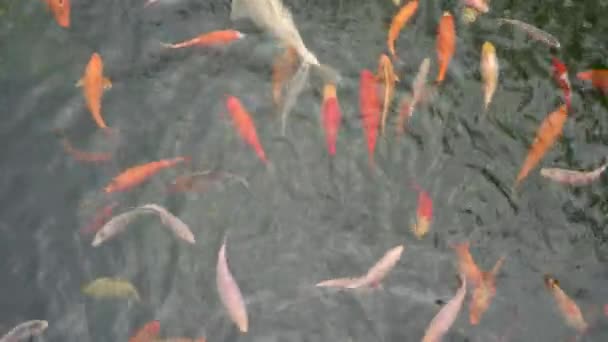 Veel multicolor Fancy Carp bovenaanzicht. Groep koi karpers Cyprinus carpio vissen zwemmen in de vijver. Kleurrijke vissen van verschillende grootte zwemmen in het meer. Grote kudde — Stockvideo