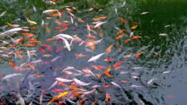 Veel multicolor Fancy Carp bovenaanzicht. Groep koi karpers Cyprinus carpio vissen zwemmen in de vijver. Kleurrijke vissen van verschillende grootte zwemmen in het meer. Grote kudde — Stockvideo