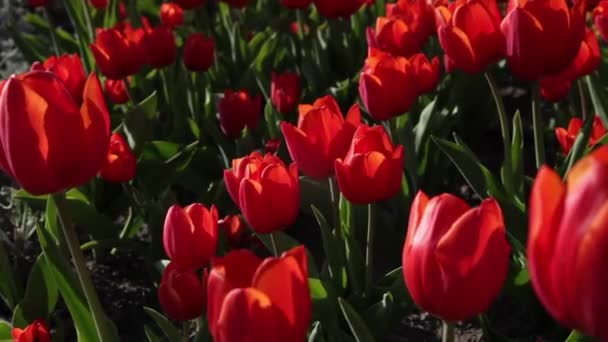 Червоні тюльпани ширяють на вітрі. Весняний фон. Природа. Червоні тюльпани ширяють на вітрі. Прекрасний бутон тюльпанів. Поле тюльпанів крупним планом — стокове відео