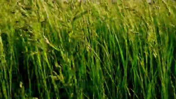 Hierba del prado, primer plano, vista inferior. Campo verde de hierba silvestre. Efecto de presencia — Vídeos de Stock